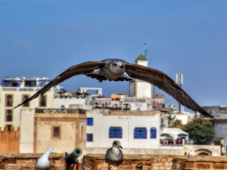 Essaouira full day trip from marrakech - City birds