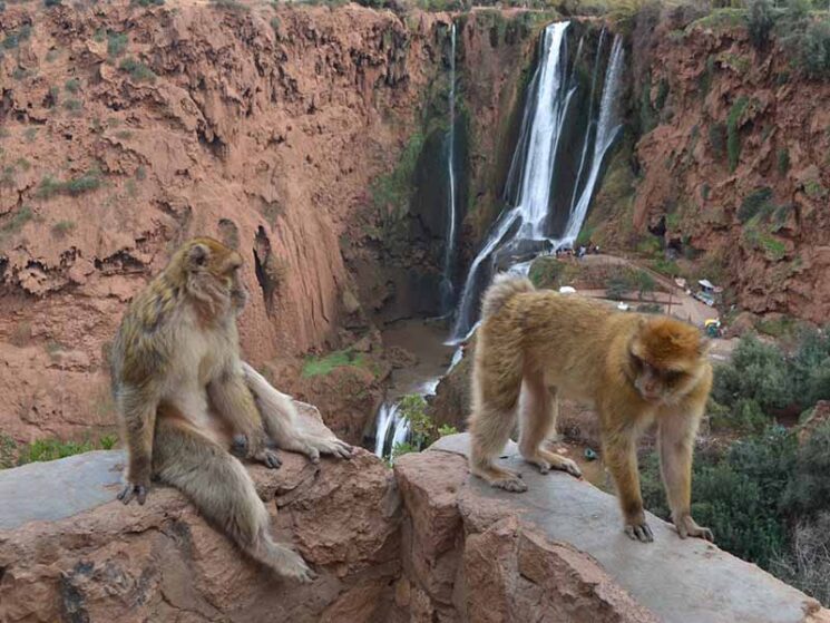 Ouzoud waterfalls full-day trip - Monkeys watching the waterfalls